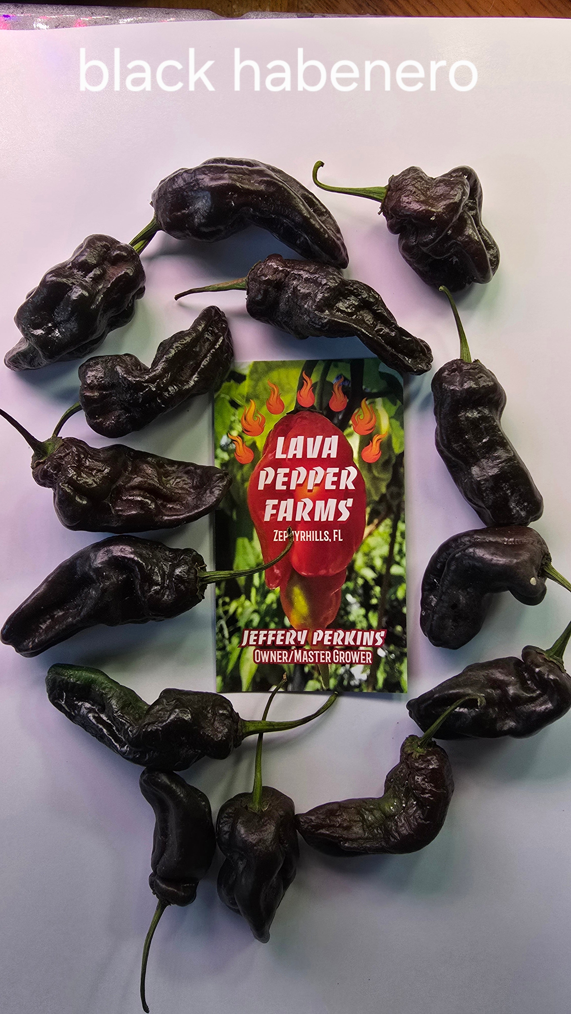 Black habenero  10 seeds