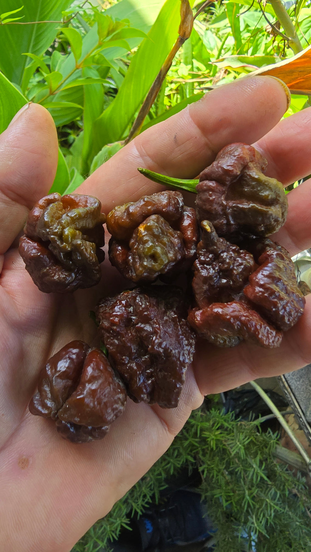 Chocolate nagabrain   10 seeds