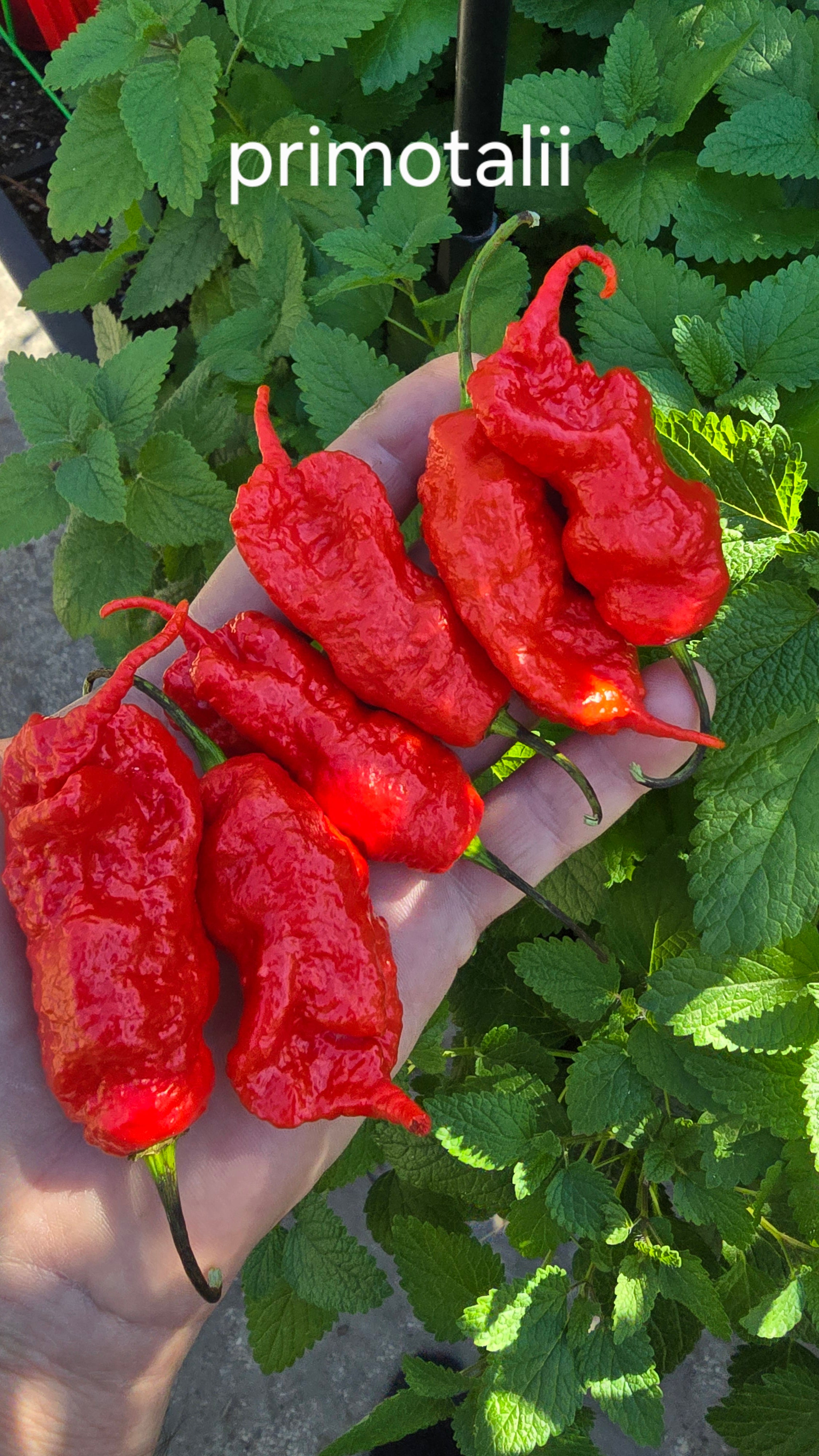 Primotalii. 10 seeds