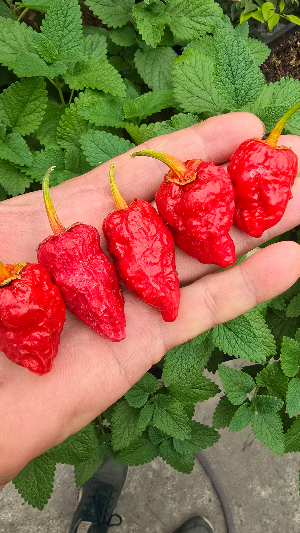 Red KFC   10 non isolated seeds