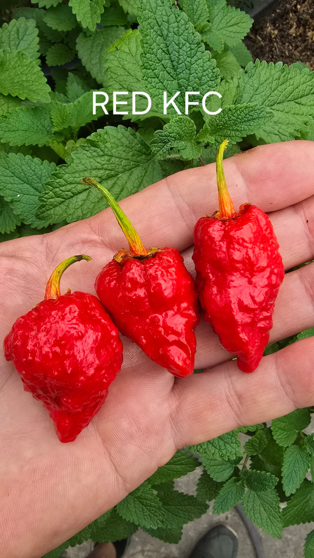 Red KFC   10 non isolated seeds