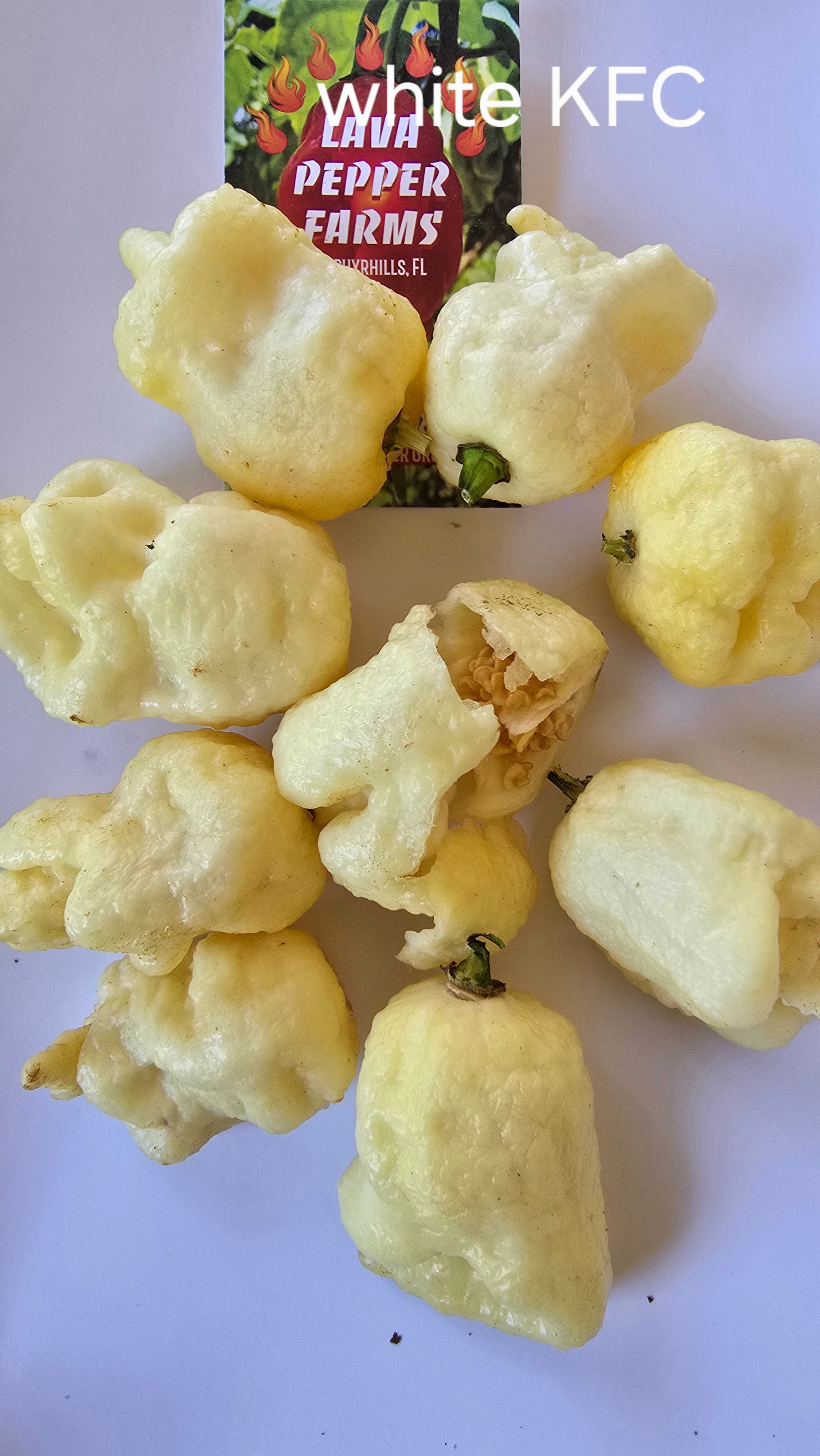 White KFC  10 non isolated seeds