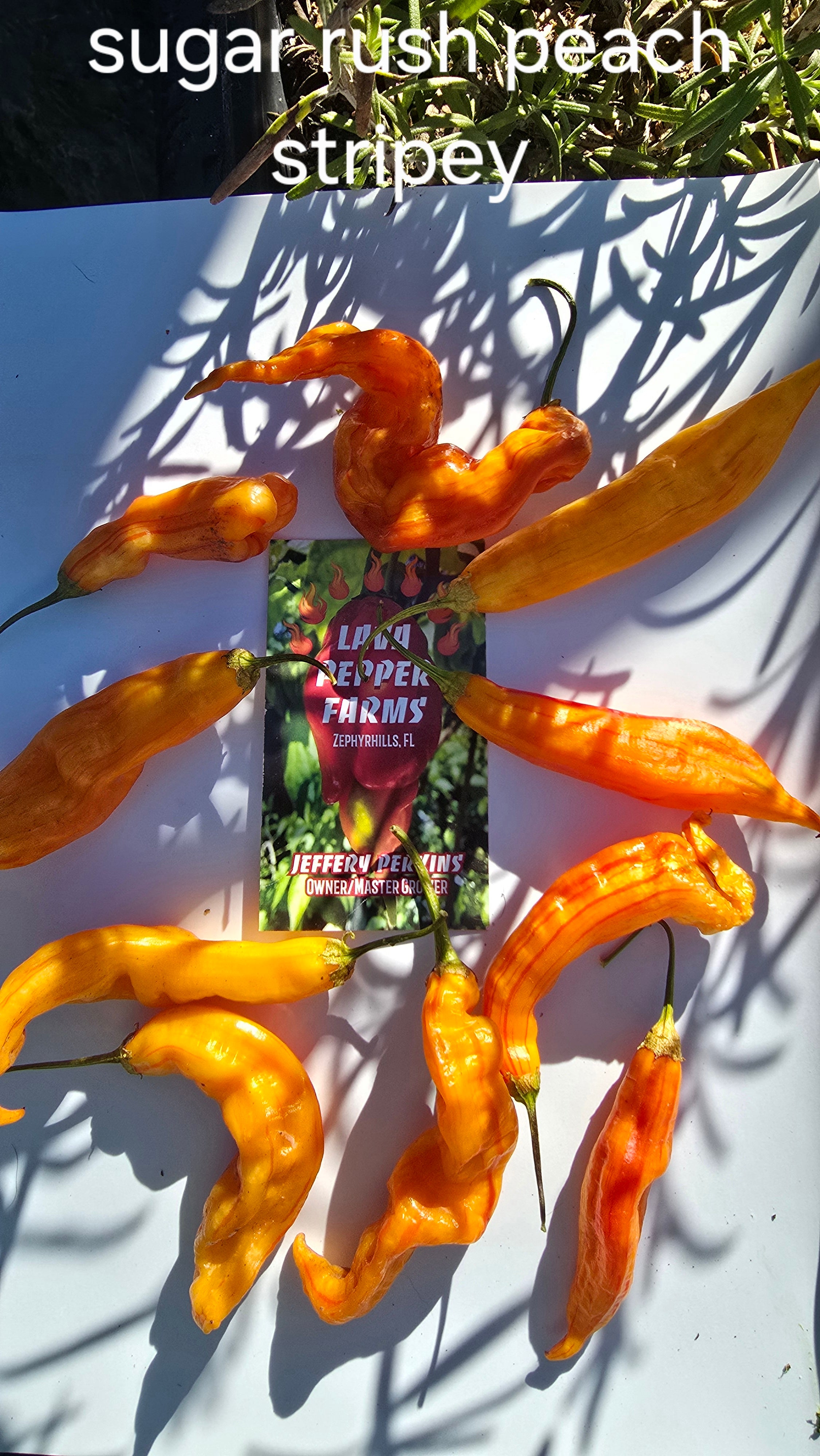 Sugar rush peach stripey  10 seeds