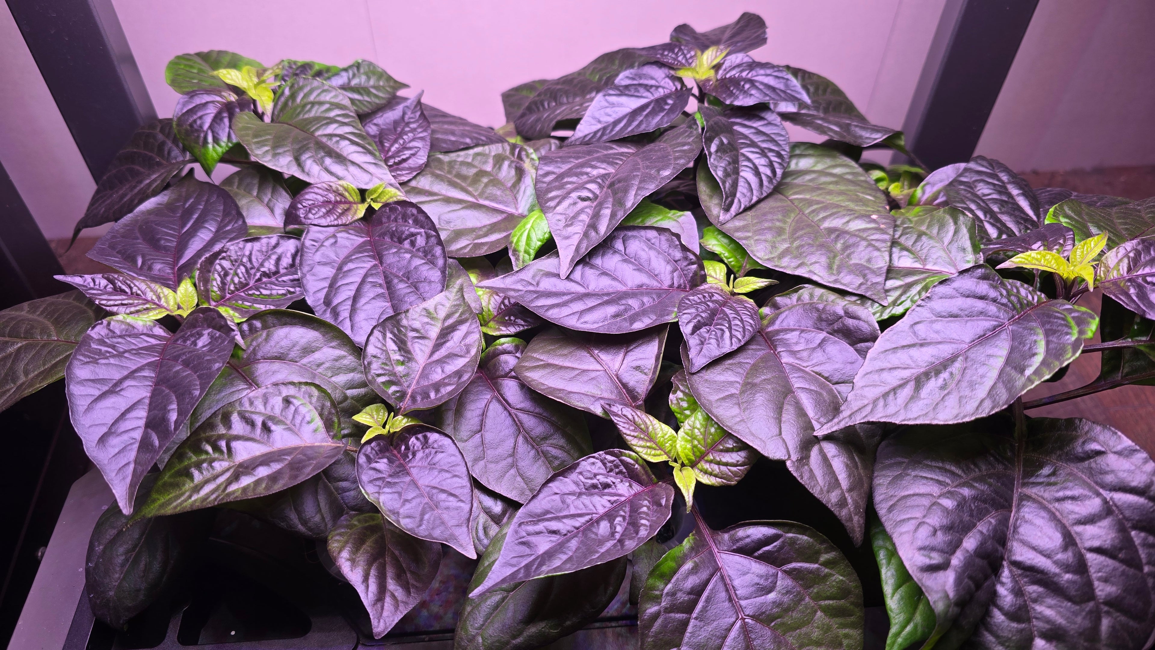 Alien metamorphos purple 10 seeds non isolated