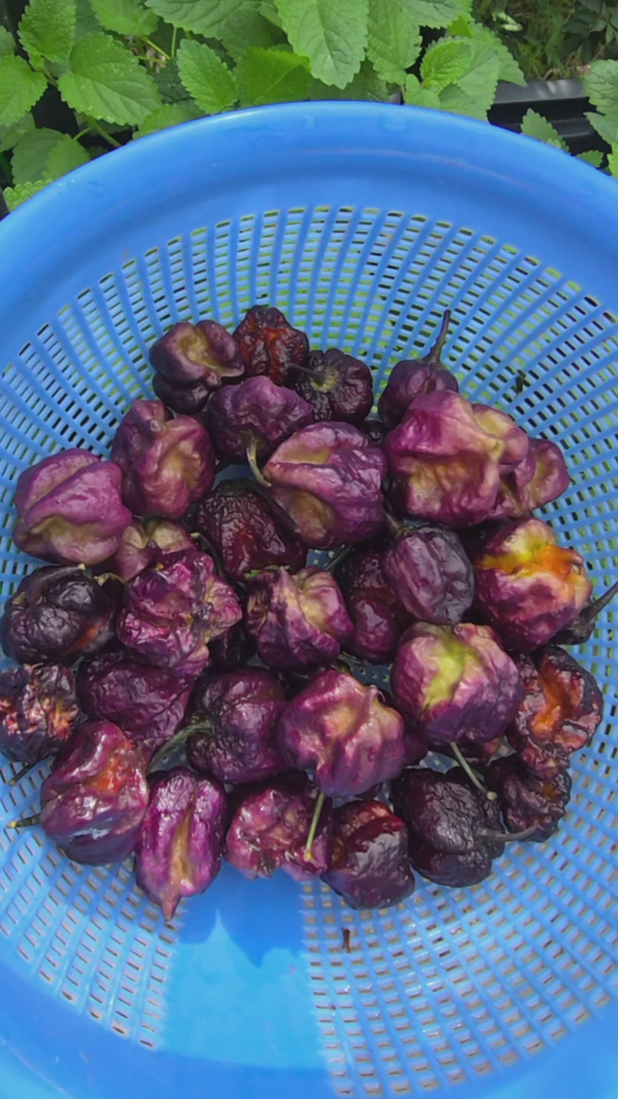 Purple brain. 10 seeds