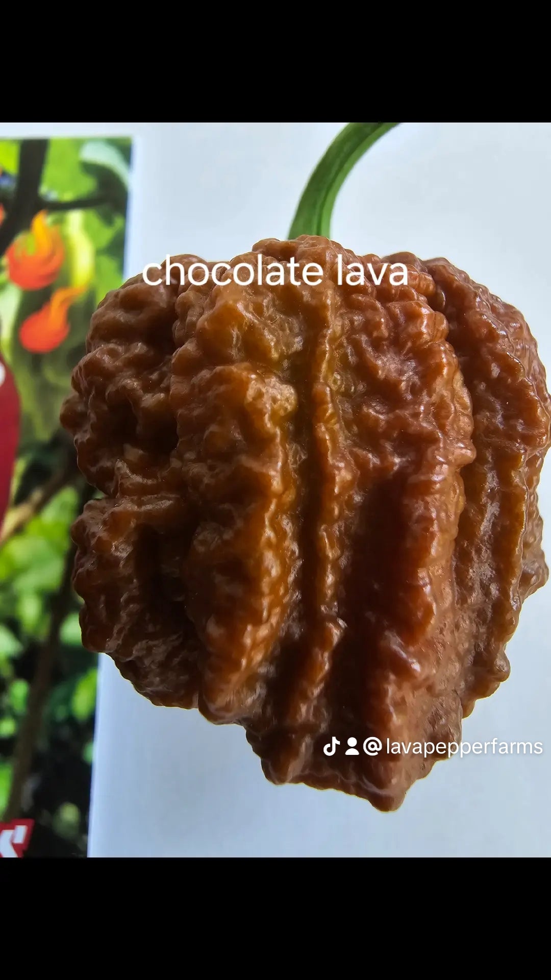Chocolate lava. 10 seeds